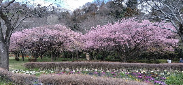 相模川自然の村公園 河津桜が満開でした(3/20) 相模川自然の村公園 河津桜が満開でした(3/20)