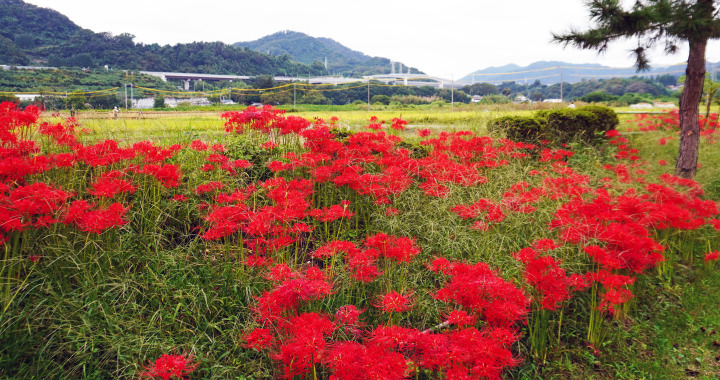 相模川自然の村　秋の実り