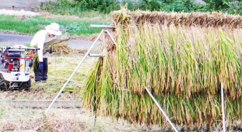 相模川自然の村　秋の実り