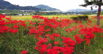 相模川自然の村　秋の実り