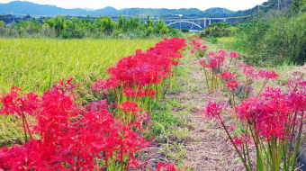 相模川自然の村　秋の実り