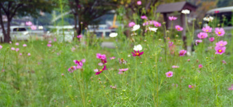 相模川自然の村　秋の実り