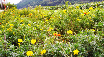 相模川自然の村　秋の実り